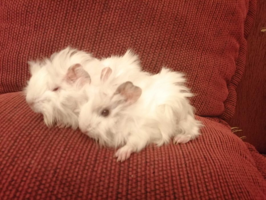 świnka morska, świnki morskie peruwianki