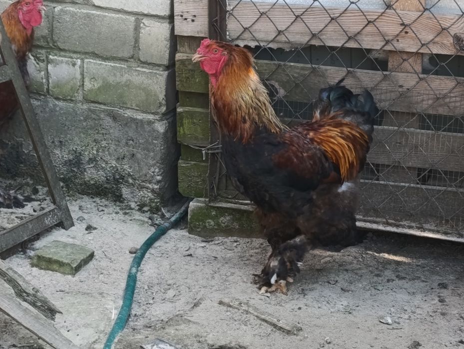 Продам півнів куріпчатої Брами