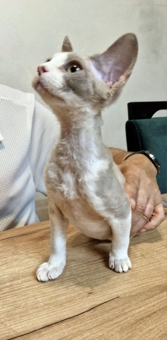 Liliowy Dropsik devon Rex