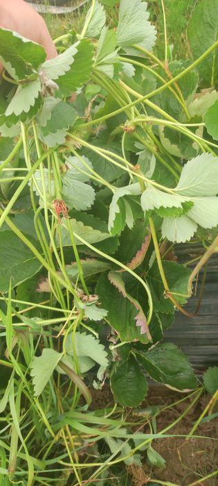 Саджанці полуниці, саженцы клубники  копанка та вуса клодія та румба, альба