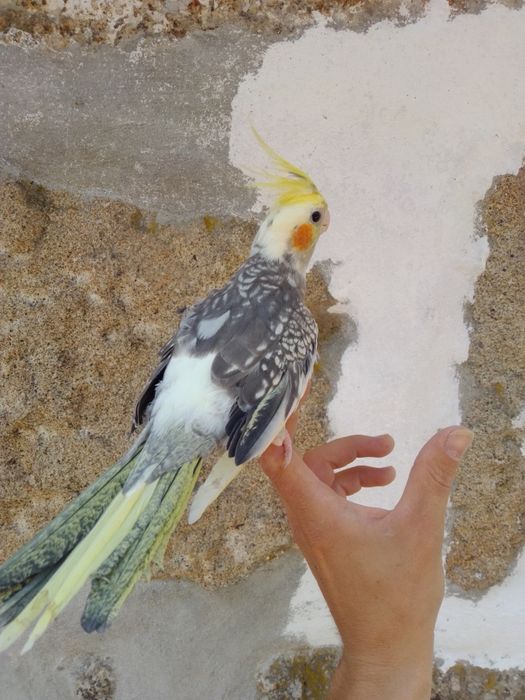 Caturras Domesticadas