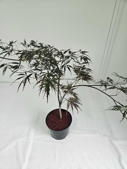 Klon palmowy Firecracker 70cm C3 ozdobne drzewko + nawóz gratis