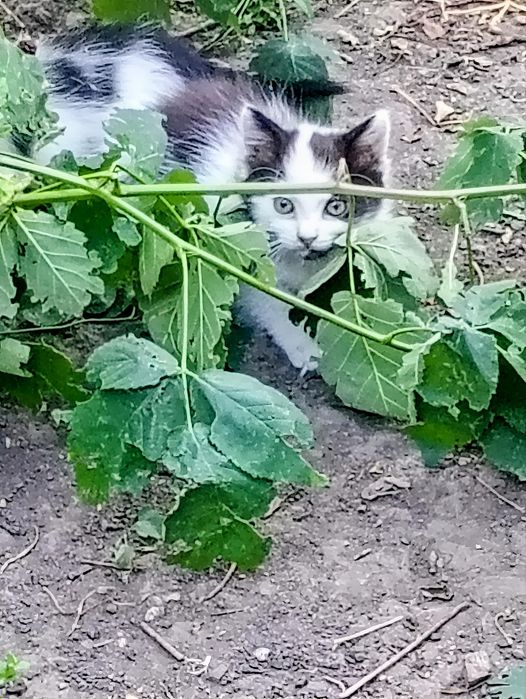 Кото - сім'я безкоштовно