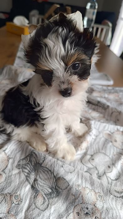 Biewer Yorkshire terrier ZKwP/FCI