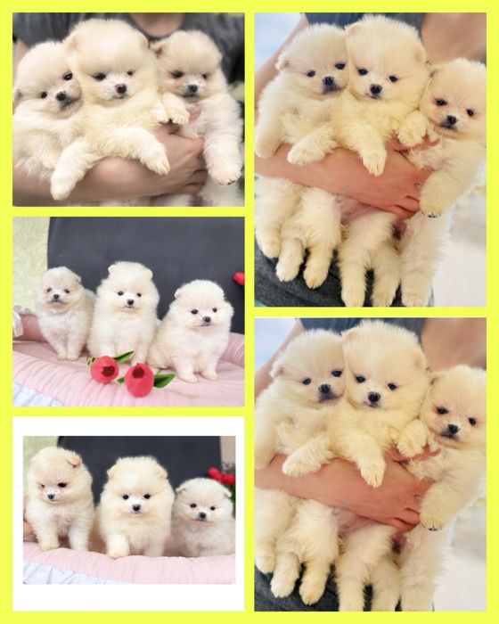 Чудесні дітки померанського шпіца