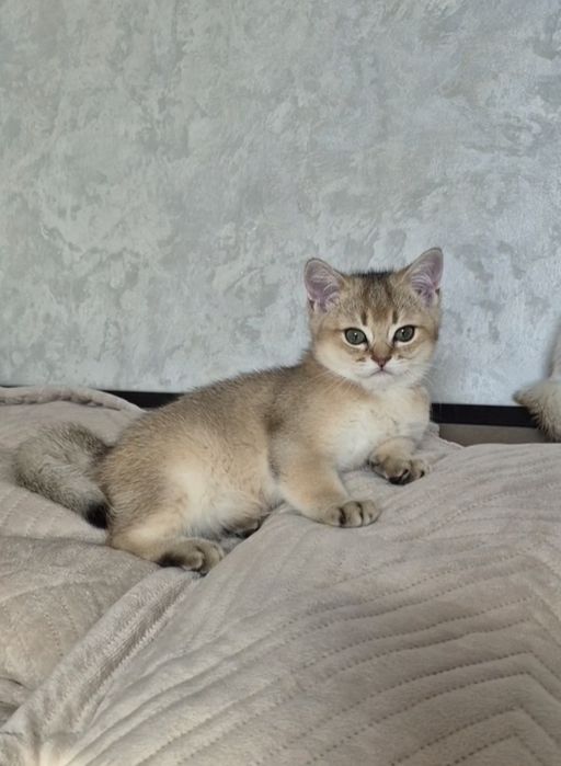 КОШЕНЯ Британська золота шиншила