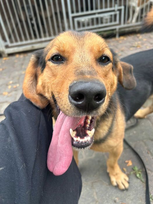 Burger pies do adopcji Kalisz Poznan Wroclaw Lodz