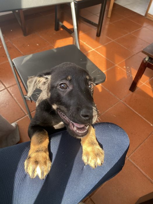 Tenho um cãozinho de 4 meses para adoção