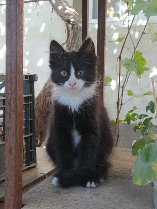 Віддам кицю в добрі руки