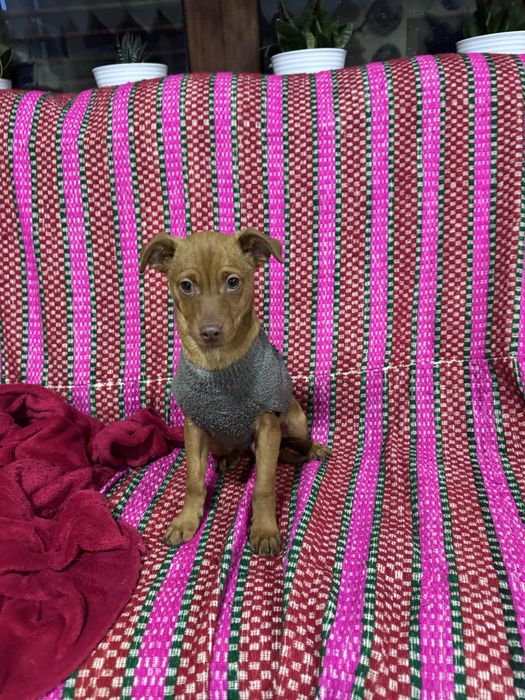 Julio - 4 meses e meio, 4kg (6kg em adulto)