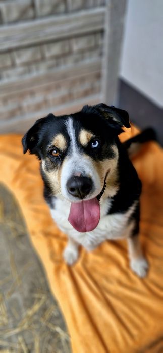 Adoptuj Baxa z Bytomskiego Schroniska