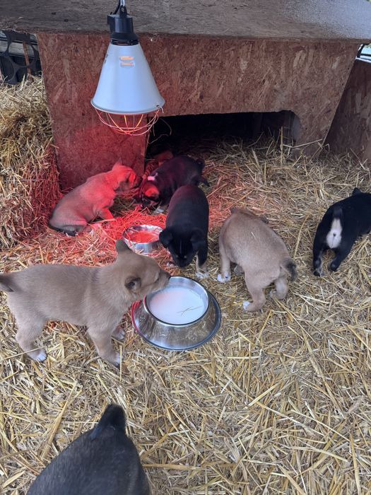 Łajka Basenji szczenieta