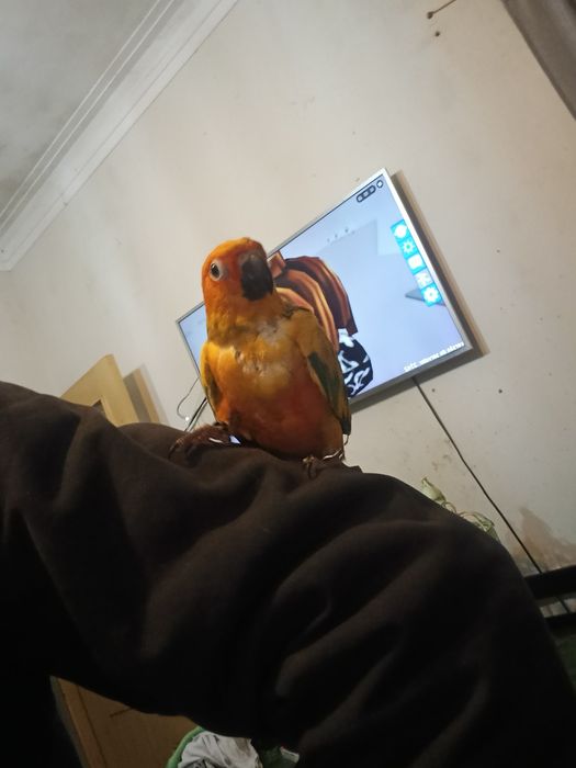 araktinga muito meiga