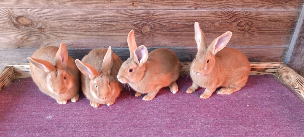Кролики Бургундія