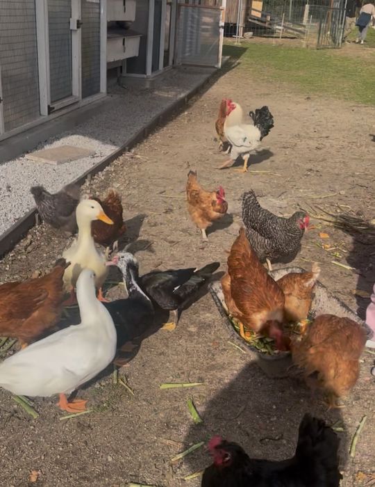 Ovos  caseiros - galinha e codorniz