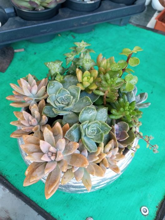 Duas lindas taças de suculentas em cerâmica 18cm .15€