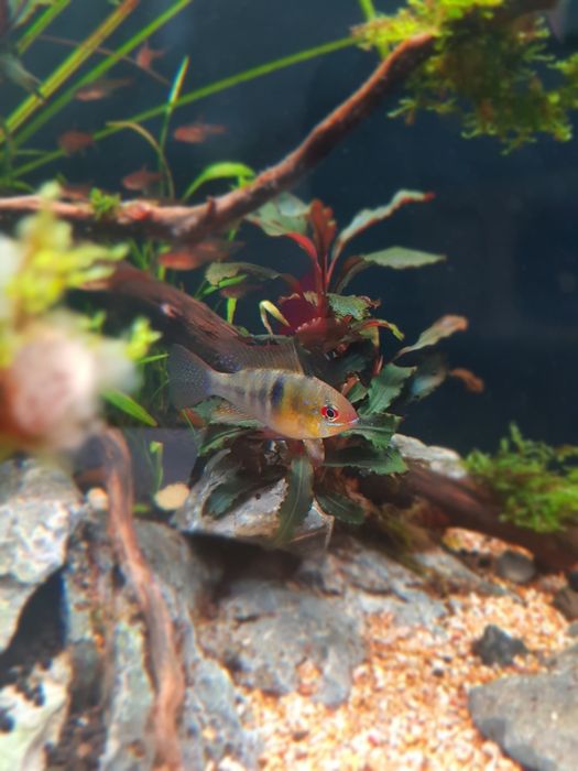 Aquario stridways de 45cm 34L com layout