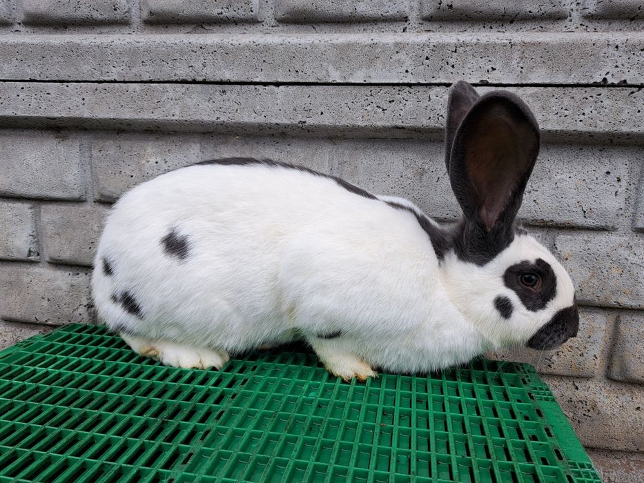 Kotne Samice Srokacza Niemieckiego