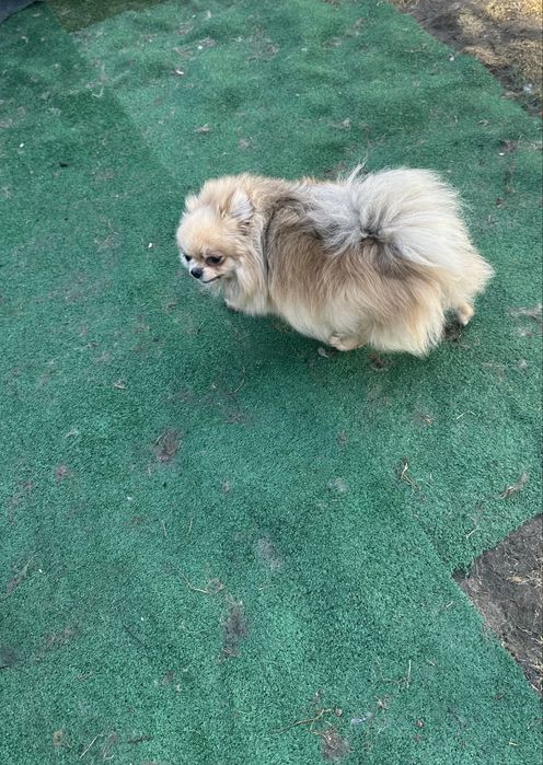 Suczka szpic pomeranian.