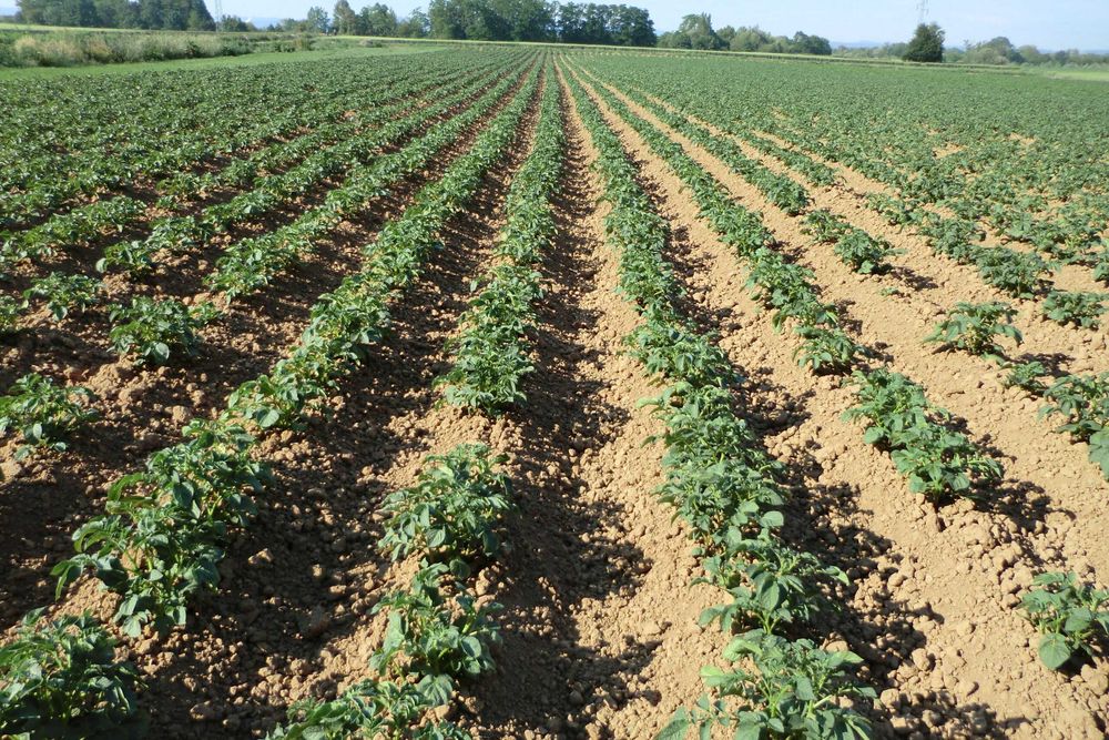 Ziemniaki wielkość sadzeniaka 35-55 mm Queen Anna b.smaczne