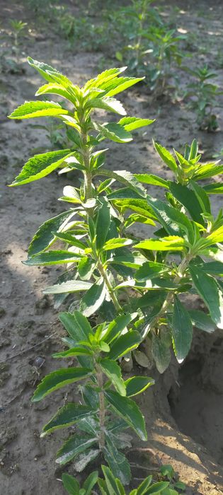 Рослина СТЕВІЯ ...