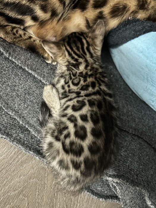 Бенгальские котята