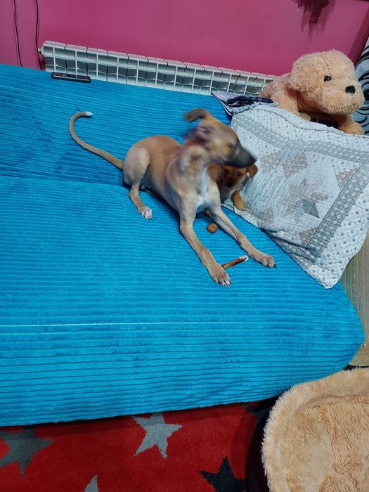 Chart Angielski Whippet
