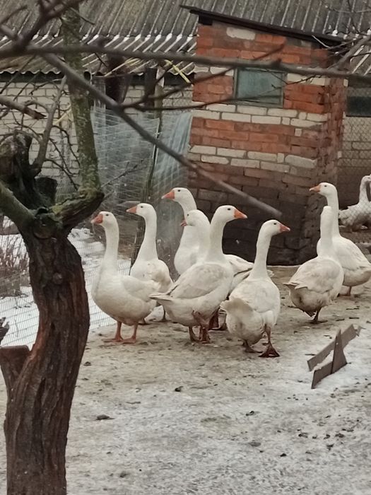 Гуси Мамути(яйце150гуся250)