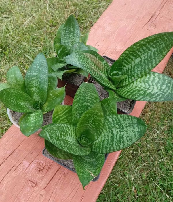 Сенсевієрія, тещин язик