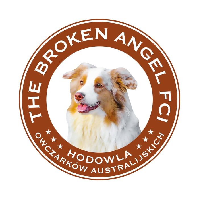 Owczarek australijski samiec szczeniak FCI