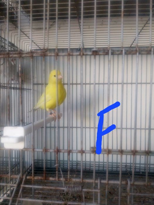 Aves para mudar de gaiola