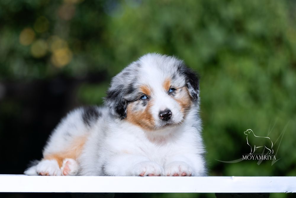 Австралійська вівчарка ауссі / австралийская овчарка аусси / Australian Shepherd