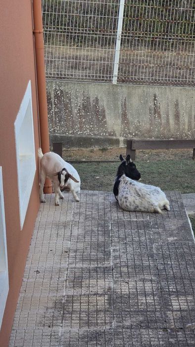Cabrita fêmea cruzada Boer x Anã disponível para venda.
