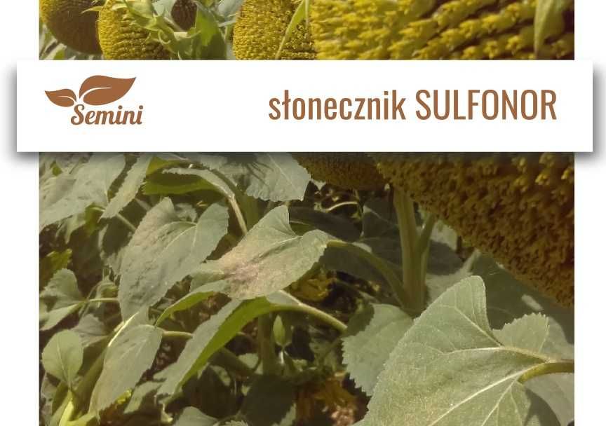 Słonecznik Sulfonor - nasiona materiał siewny kwalifikowany
