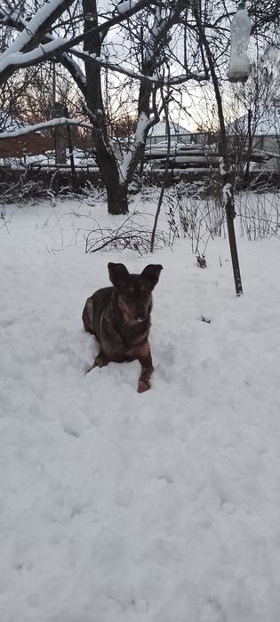 Карамелька стерилізована один рік