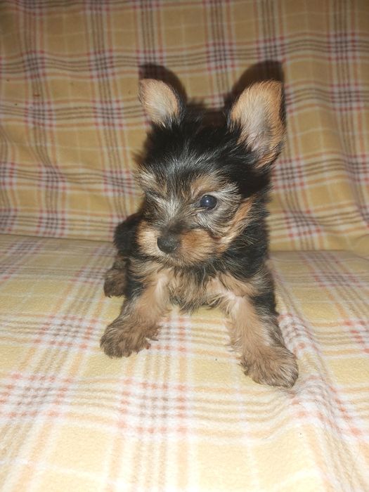 Yorkshire terrier miniatura