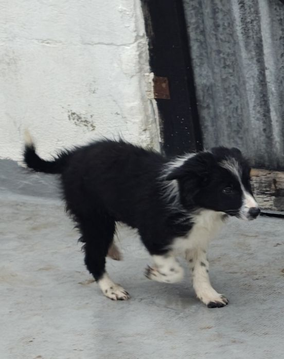 Border collie macho puro