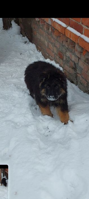 Німецька вівчарка вибір