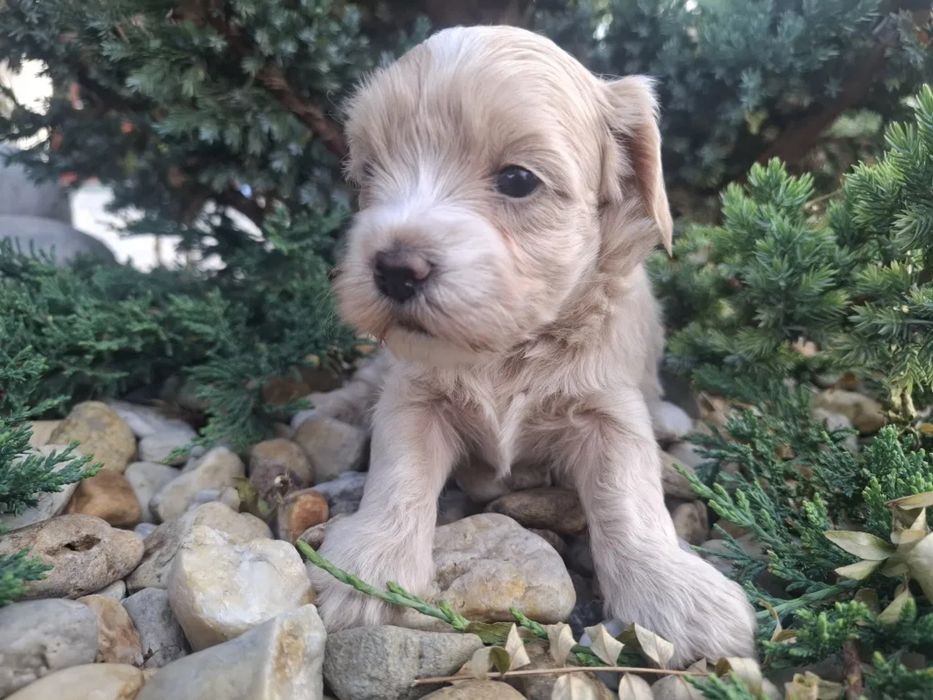 Super mini щенок Мальтипу Той пудель, мальтийская болонка