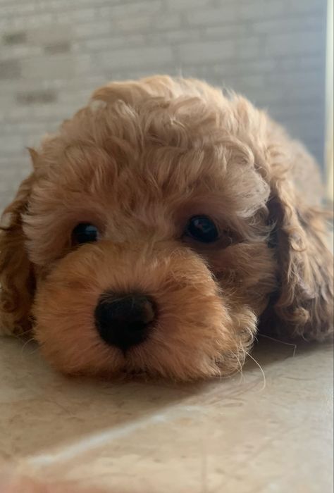 Хлопчики і дівчатка  той пуделятка