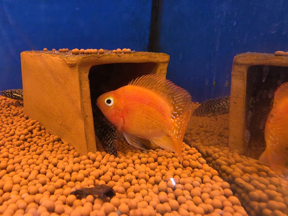 Red Parrot Cichlid