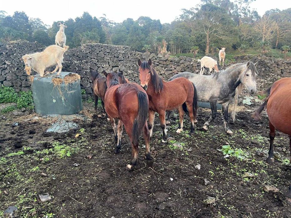 Vários Cavalos dóceis para venda