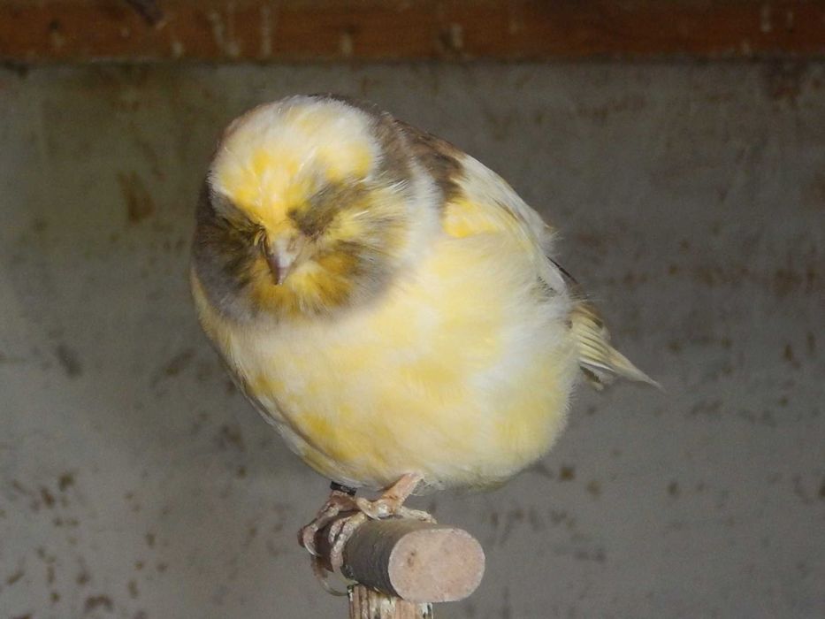 Sprzedam Kanarki Gloster