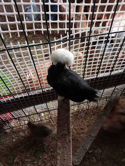 Vendo Ovos Galados Paduanas 2,50€/unidade