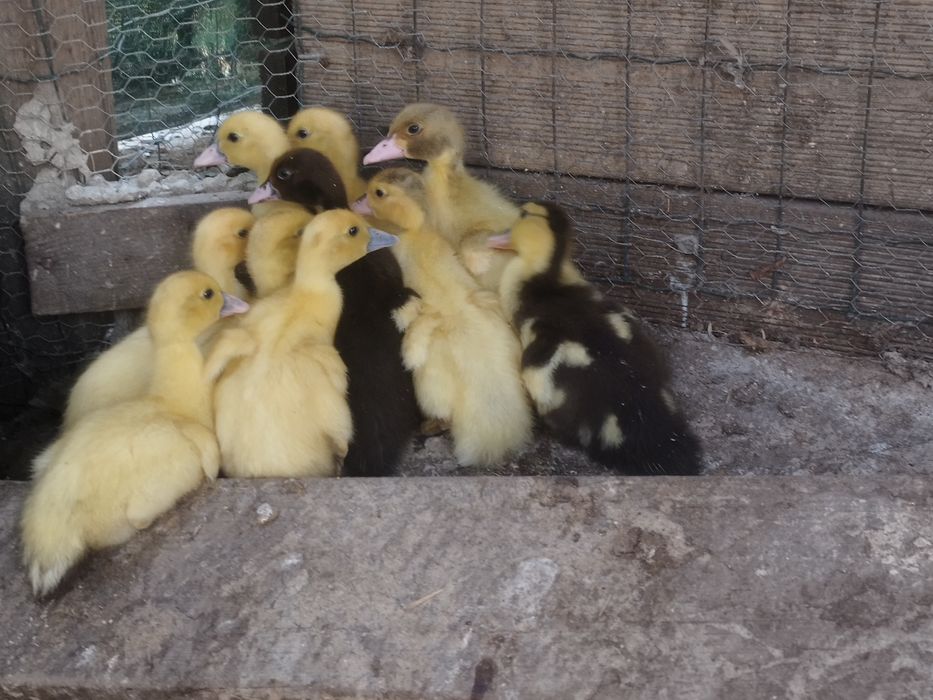 Pata com patinhos