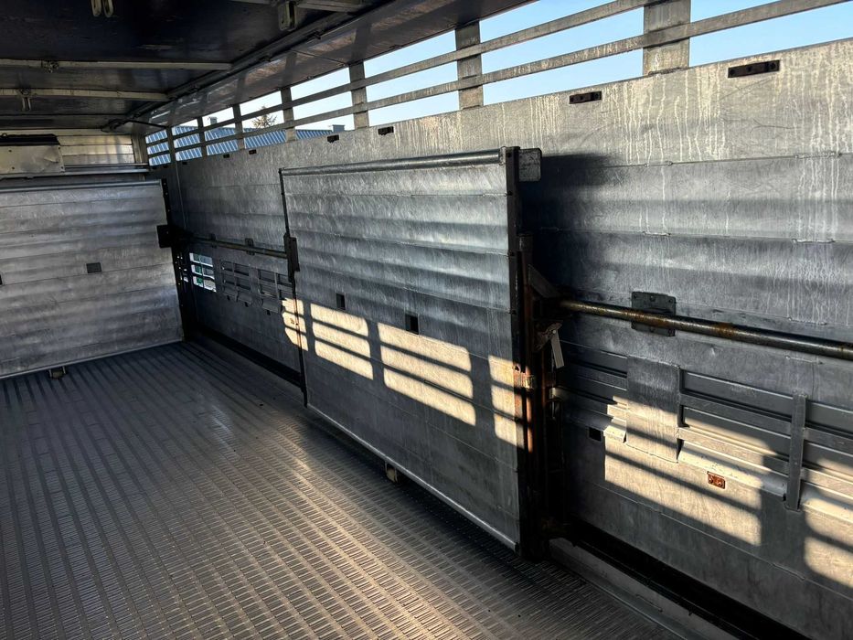 Scania do przewozu bydła