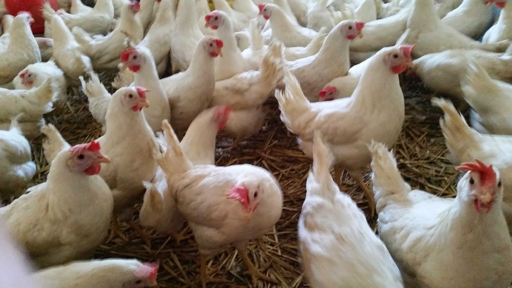 Kury kokoszki nioski Tetra biała jak leghorn dowóz Gratis