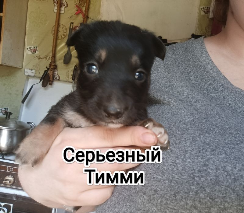 Щенки в хорошие руки .Срочно. Не проходите мимо.
