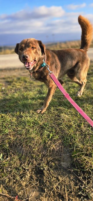 Dingo czekoladowy samiec