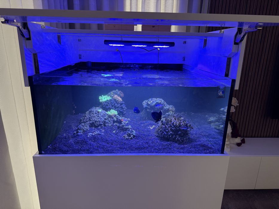 Aquario Agua Salgada Reef